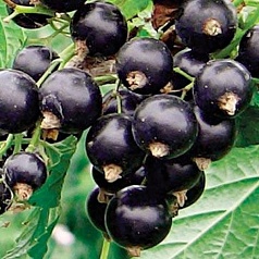 Смородина черная 'Оджебин'